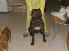 american pitbull - mejor precio | unprecio.es
