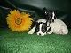 bulldog frances garantia por escrito