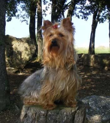 Cachorritos yorshire terrier