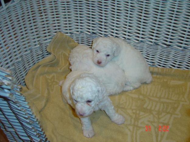 cachorros perro de agua español