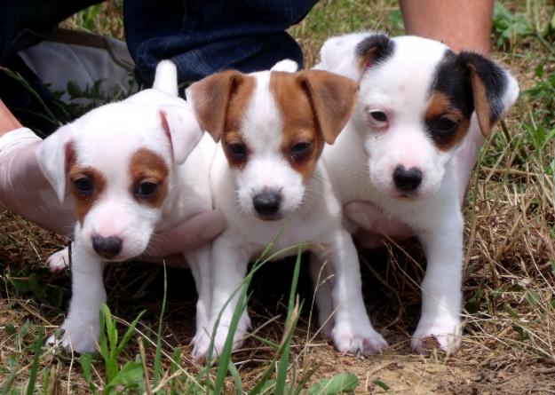 CAMADA DE JACK RUSSELL