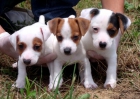 CAMADA DE JACK RUSSELL - mejor precio | unprecio.es