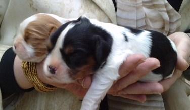 camada preciosa de cavalier king charles cachorros de pura raza nacionales