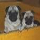 Carlino ¡Garantía Veterinaria de CINCO AÑOS - mejor precio | unprecio.es