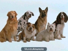 CUIDADOR DE MASCOTAS - mejor precio | unprecio.es