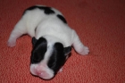 EXCELENTE BULL DOG FRANCES - mejor precio | unprecio.es