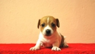 Jack Russell , machos & hembras fotos reales , máxima seriedad - mejor precio | unprecio.es