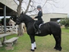 Negro Friesian caballo castrado disponibles - mejor precio | unprecio.es