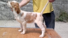 setter ingles - mejor precio | unprecio.es