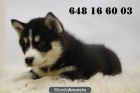 Siberian Husky con pedigre, toda la documentacion en regla, somos profesionales - mejor precio | unprecio.es