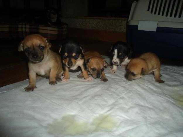 Venta de Chihuahuas Ourense