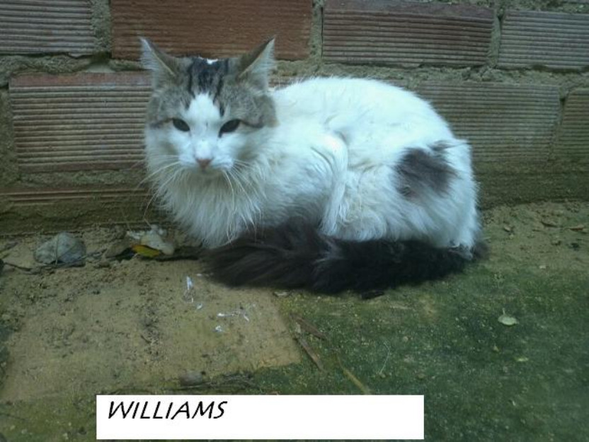 Williams, gato desamparado, peludo y guapo. Urge acogida o adopción