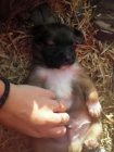 Cachorro tamaño pequeño en adopcion - mejor precio | unprecio.es