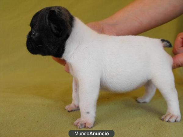 Compro cachorro de Bulldog Frances