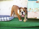 macho bulldog ingles para monta - mejor precio | unprecio.es