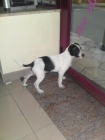 REGALO perrito de 2meses... MUY CARIÑOSO Y JUGETON!!! - mejor precio | unprecio.es