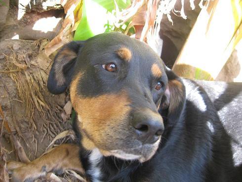 SE LE ACABÓ EL TIEMPO:Turca,cruce de Rotweiler y Golden,preciosa!