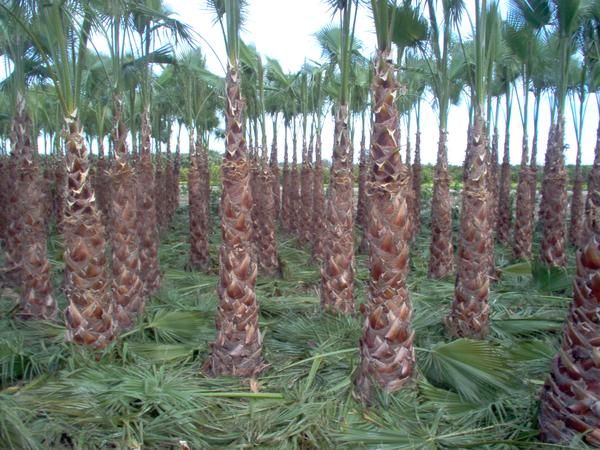 vendo palmeras