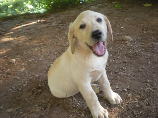 cachorra labrador