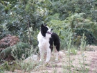 Cachorros border collie - mejor precio | unprecio.es