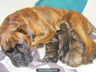 Cachorros Boxer - mejor precio | unprecio.es