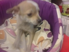 Chihuahua en venta cachorritos preciosos! - mejor precio | unprecio.es