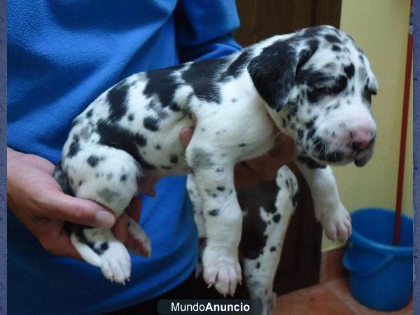 Dogos Alemanes arlequines