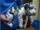 Dogos Alemanes arlequines - mejor precio | unprecio.es