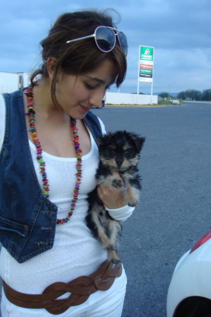 Navidad y Año Nuevo cachorros yorkie