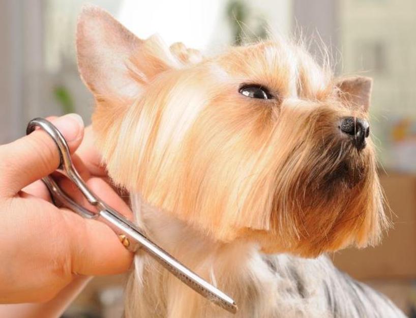 Peluquería canina a domicilio en Las Palmas de Gran Canaria - Precios reducidos