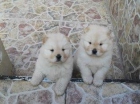 PRECIOSOS CACHORROS DE CHOW CHOW - mejor precio | unprecio.es