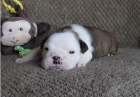 Regalo Preciosa Camada De Bulldog Ingles Pura Raza. - mejor precio | unprecio.es