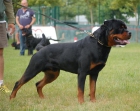 Rottweiler madrid cachorros - mejor precio | unprecio.es