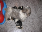 shih tzu pura raza 300 - mejor precio | unprecio.es