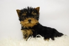 Yorkshire Terrier - Excelentes Cachorros  Listos para Entregar - mejor precio | unprecio.es