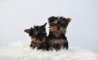 Yorkshire Toy , machos toy de calidad , pedigree Loe - mejor precio | unprecio.es