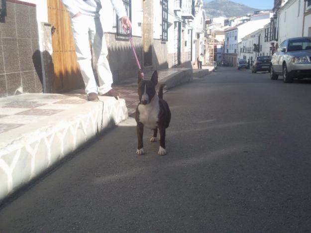 bull terrier para montas