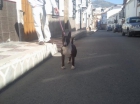 bull terrier para montas - mejor precio | unprecio.es