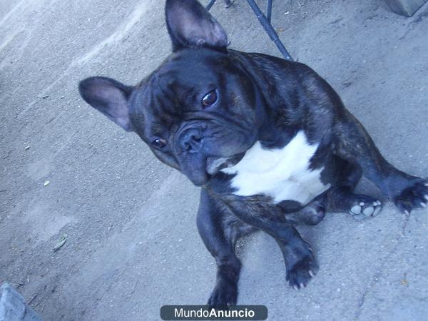 BULLDOG FRANCES DE CRIADERO NACIONAL PARA MONTAS