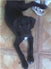 Cachorrita labradora necesita una familia antes del lunes - mejor precio | unprecio.es