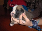 cachorro boxer hembra con pedigree - mejor precio | unprecio.es