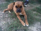 Cachorros boxer - mejor precio | unprecio.es