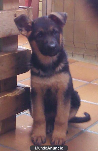 cachorros de pastor aleman