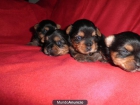Cachorros de Yorkshays - mejor precio | unprecio.es