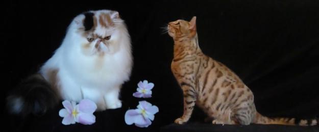 D´CLASS CATTERY Persian - Exotic &  Bengal Cats