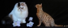 D´CLASS CATTERY Persian - Exotic & Bengal Cats - mejor precio | unprecio.es