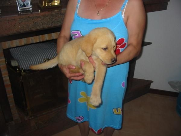 Labrador retriever,cachorros,dorados y negros.