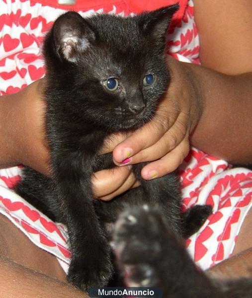 Regalo gatita