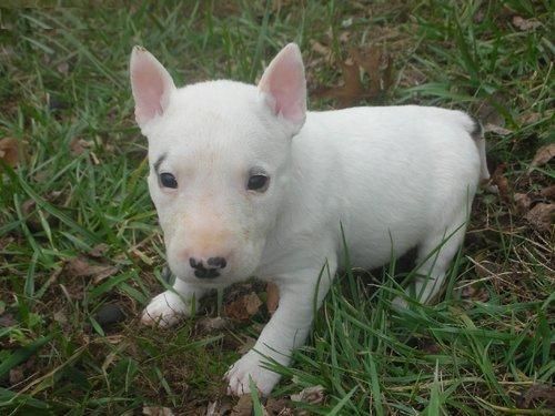 un nuevo bull terrier a casa dispuesto a volver a casa bull terrier