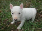 un nuevo bull terrier a casa dispuesto a volver a casa bull terrier - mejor precio | unprecio.es